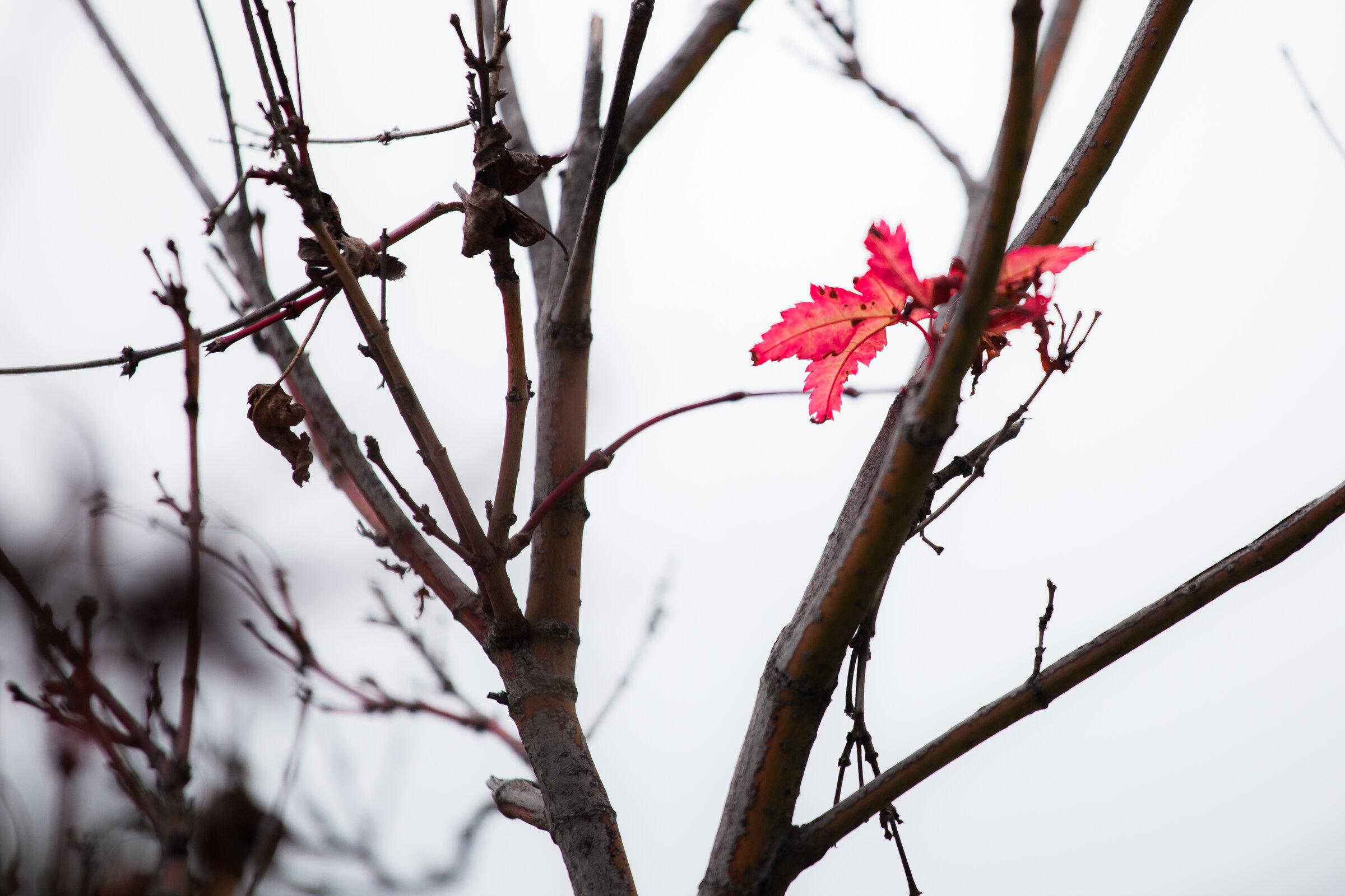 Fragments 4